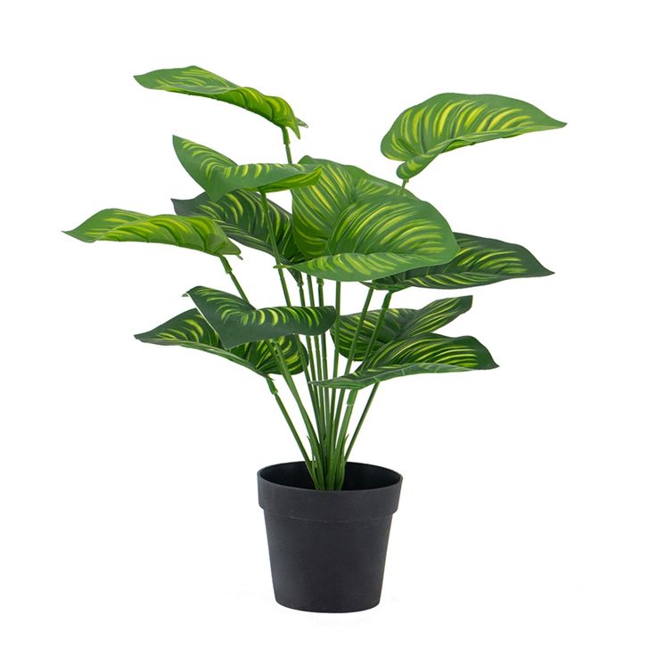 Calathea Plant in Black Pot