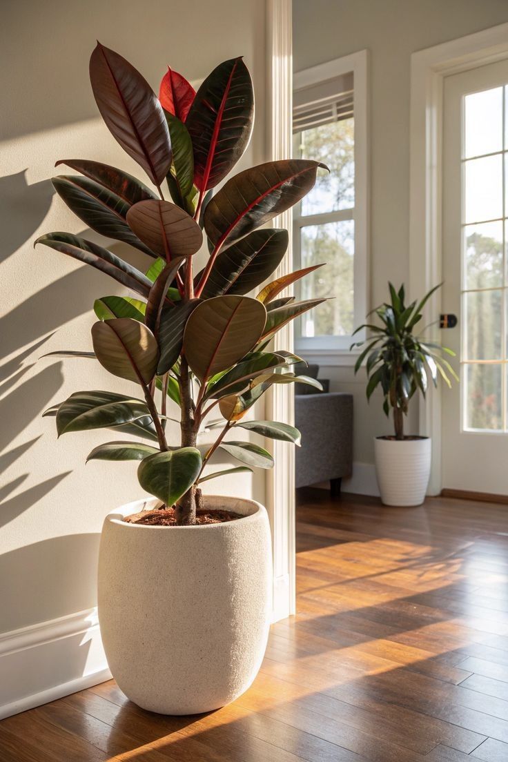 Rubber Plant in White Pot