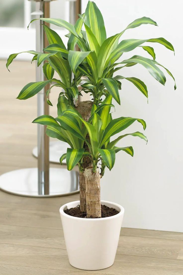 Dracaena Massangeana in White Pot