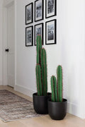 Artificial Cactus Set in Black Pots