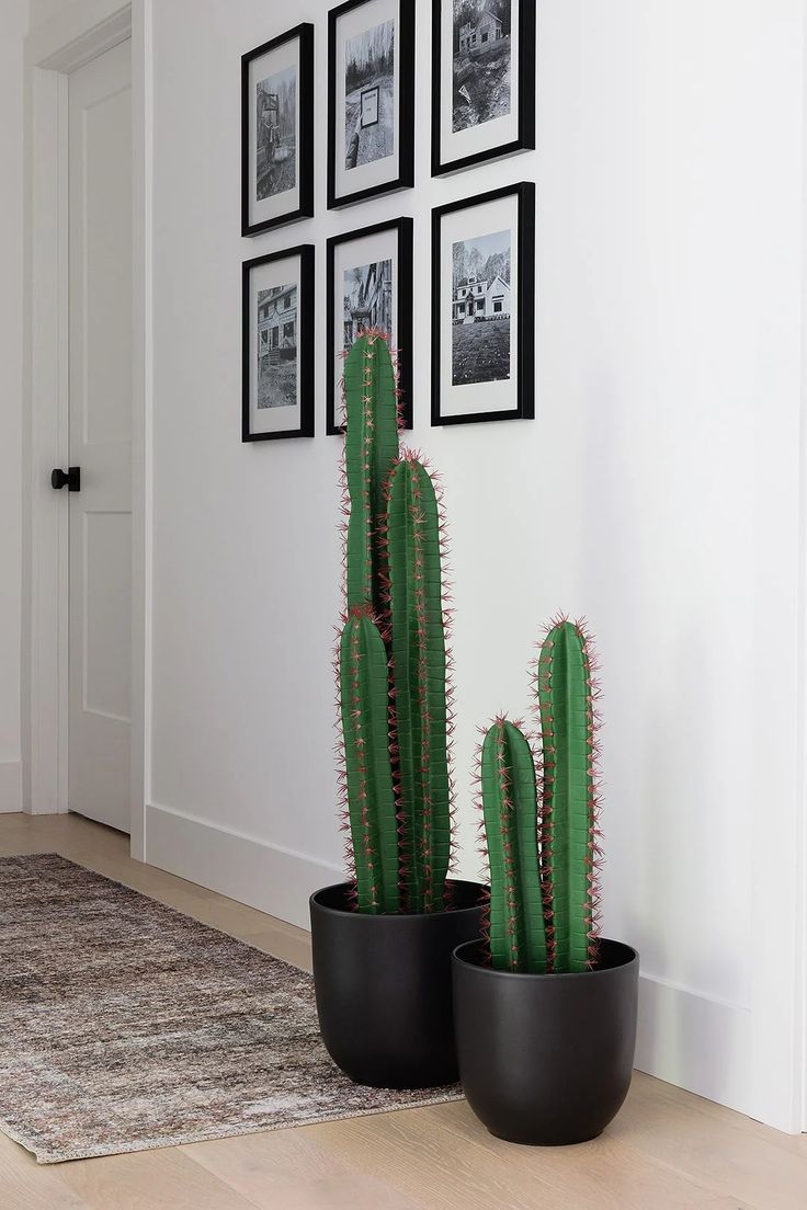 Artificial Cactus Set in Black Pots
