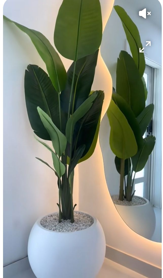 Decorative Green Plant in White Pot