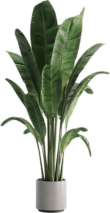 Bird of Paradise Plant in Gray Pot