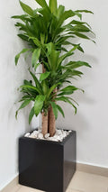 Dracaena Plant in Black Cube Planter