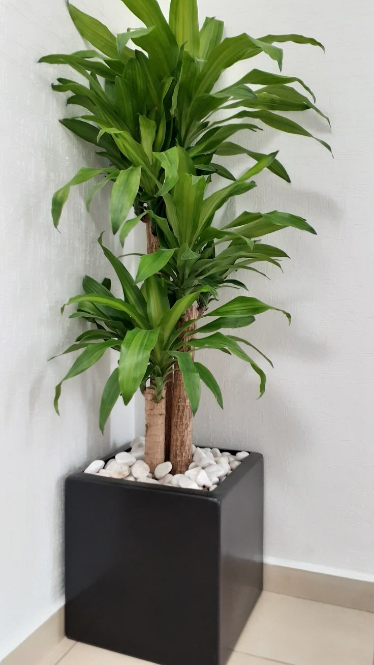 Dracaena Plant in Black Cube Planter