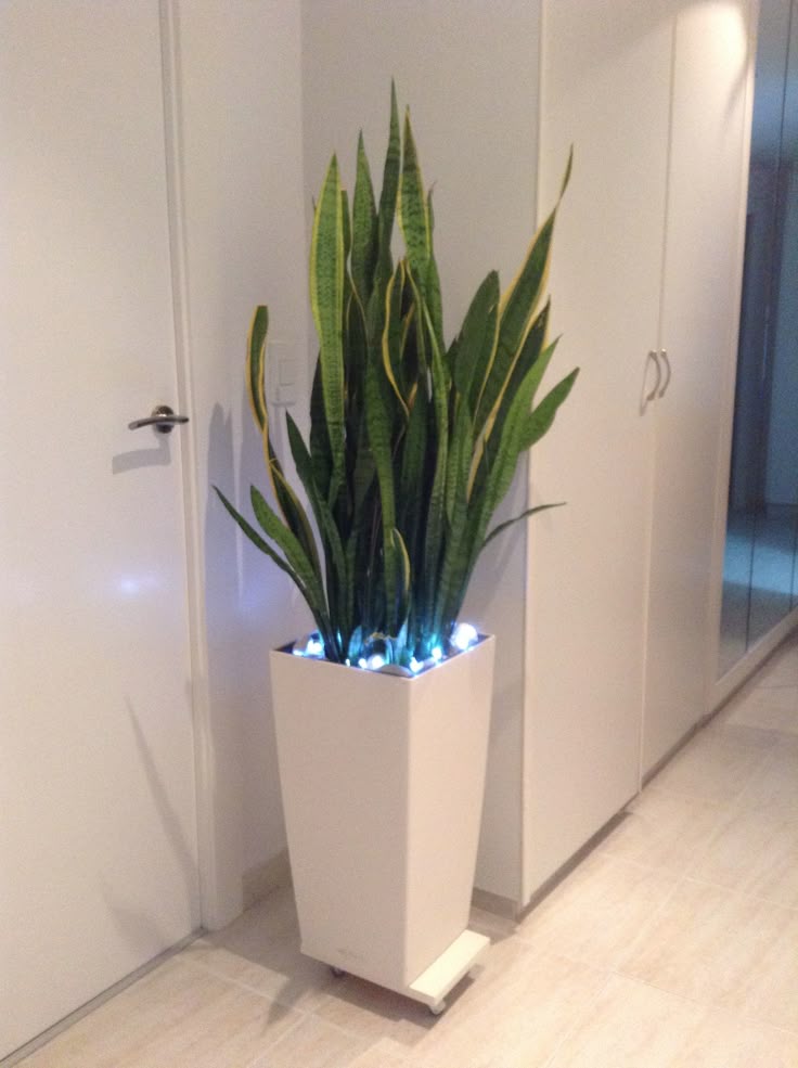Snake Plant with LED Lighting in White Planter