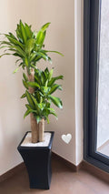 Dracaena Plant in Black Tall Planter